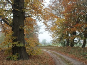 Luxury Woodland Glamping Suites in the Yorkshire Wolds near Sancton, Yorkshire, England